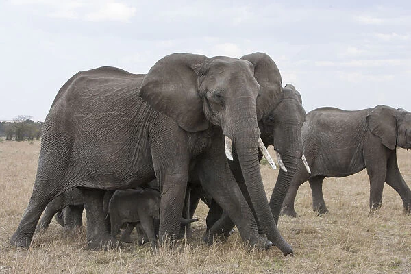 African Elephant (Loxodonta africana) females sheltering young calf, Masai Mara, Kenya