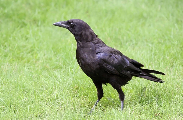 American Crow (Corvus brachyrhynchos), Saskatchewan, Canada