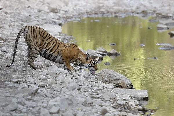 Bengal Tiger (Panthera tigris tigris) drinking water, India, Rajasthan, Sawai Madhopur