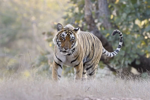 Bengal Tiger walking in grass, with low angle. India, Rajasthan, Sawai Madhopur