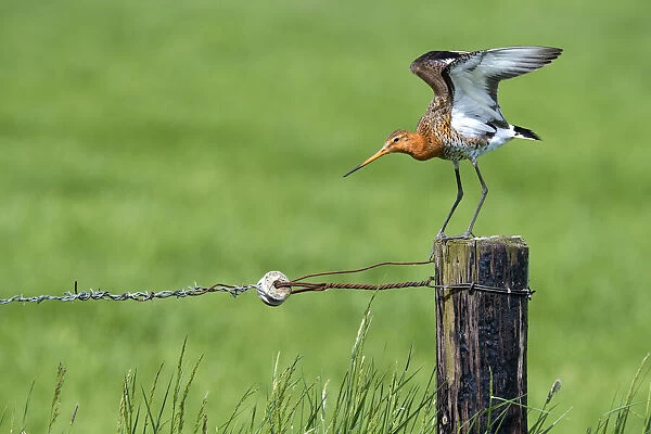 Black-tailed Godwit (Limosa Limosa) perched on a pole in farmland, spreading its wings, Overijssel, The Netherlands
