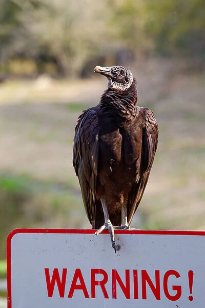 Black Vulture (Coragyps atratus), Florida, USA