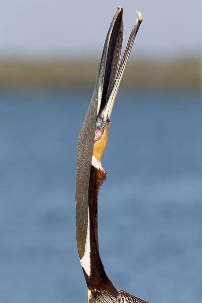 Brown Pelican (Pelecanus occidentalis), Florida, USA