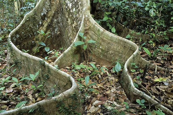 Buttress root in rainforest, Havelock Island, Andaman Islands, India