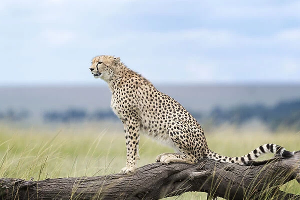 Cheetah (Acinonix jubatus) sitting on fallen tree, Msai Mara National Reserve, Kenya