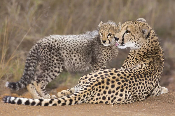 Cheetah (Acinonyx jubatis) mother grooming her cub, South Africa, Kwazulu Natal