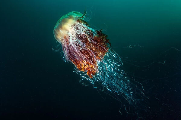 Lions Mane Jellyfish (Cyanea capillata) with a number of juvenile fish seeking refuge inside the stinging tentacles, taken at St. Kilda of the island of Hirta, Scotland
