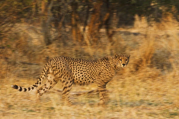 A motion-blur image of a running cheetah (Acinonyx jubatus), Botswana, Khwai River