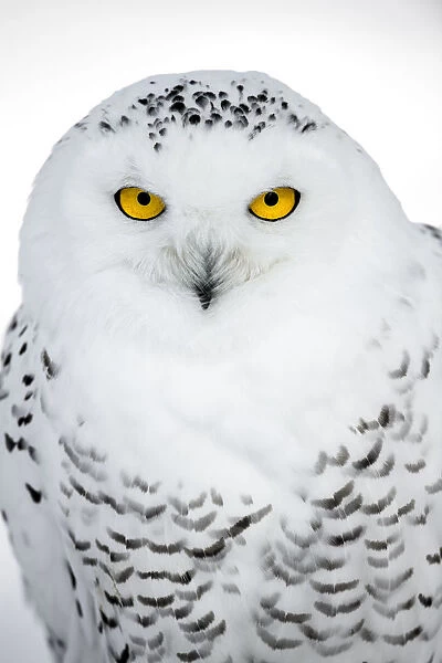 Snowy Owl (Bubo scandiacus) portrait looking at camera, the Netherlands