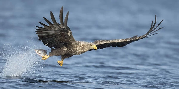 White-tailed Eagle (Haliaeetus albicilla) grabbing a fish from the water in flight