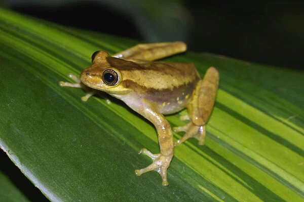 Yellow Cricket Treefrog (Hyla microcephala), Costa Rica