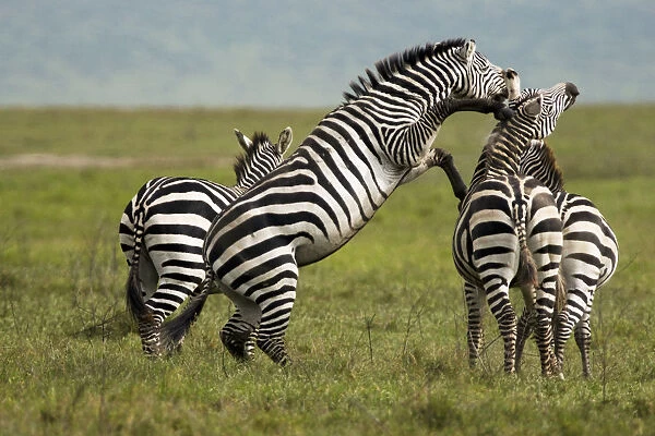 Zebra (Equus quagga) fighting, Ngorongoro Conservation Area, Tanzania