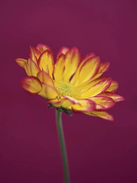 AMF_0106. Chrysanthemum Roma. Chrysanthemum. Yellow subject. Pink b / g