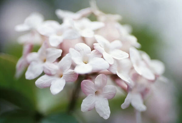 Shrub Deciduous Flowering season Spring Perfume