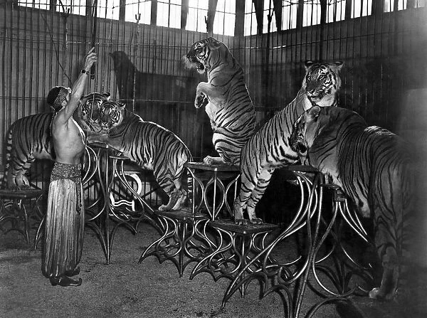 Animals - Tigers 1940 s: The high-light of the show