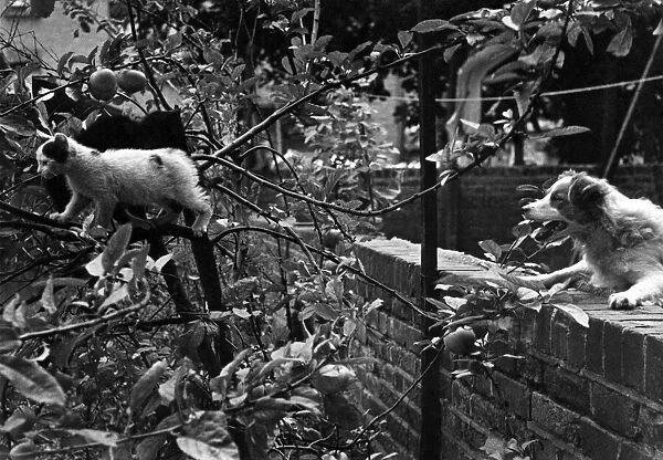A cat makes his escape through a tree in the back garden of his home as he is chased by a