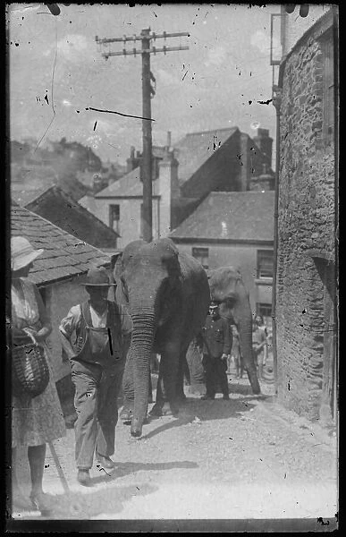 Circus elephants on Castle St, East Looe