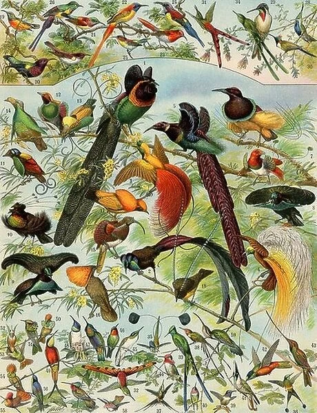 Bird of paradise, hummingbirds, and other long-billed birds. Color lithograph