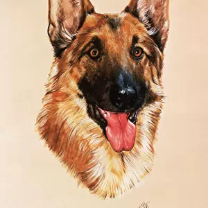 Alsatian dog - portrait painting