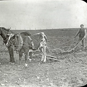 Animals at a French Zoo - Horse and Ox Ploughing