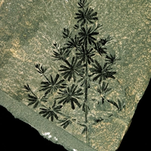 Annularia sphenophylloid, fossil horsetail
