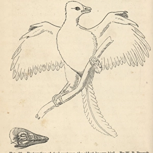 Archaeopteryx lithographica, restoration by WP Pycraft