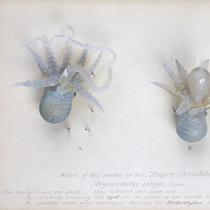 Argonauta argo (males), octopus