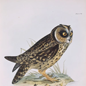 Asio flammeus galapagoensis, short-eared owl