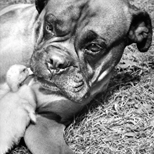 Boxer dog and Duckling