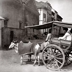 c. 1870s India - bullock hackney carriage