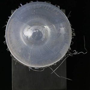 Carmarina hastata, jellyfish