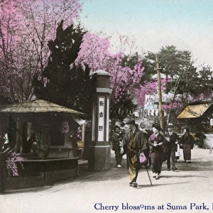 Cherry Blossom at Suma Rikyu Park, Kobe, Japan