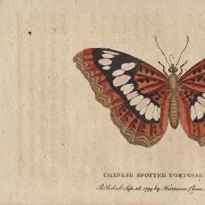 Chinese spotted tortoiseshell butterfly, Nymphalis
