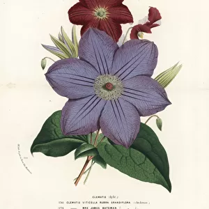 Clematis hybrids, Clematis viticella