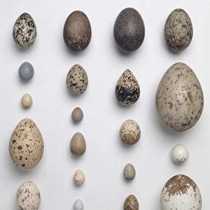 A collection of 20 birds eggs