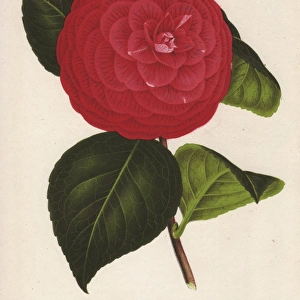 Crimson camellia hybrid, Marchesa Davia, Thea japonica