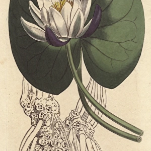 Cup-flowered water lily with large white flower