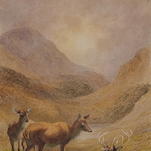 Deer in a Highland Glen