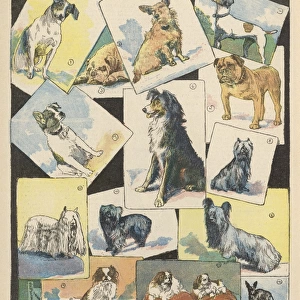 Dog Show Winners 1893