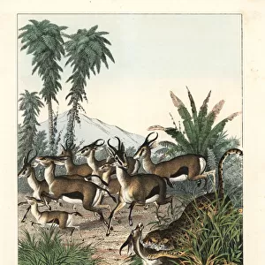 Dorcas gazelle running from a cheetah