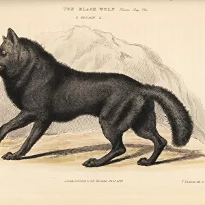 Eastern wolf, Canis lycaon