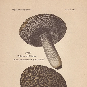 Edible cone-like boletus mushroom, Strobilomyces