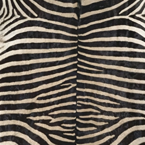 Equus zebra, zebra