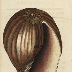 Ethiopian crown shell, Dolium species