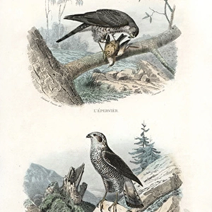 Eurasian sparrowhawk and northern goshawk