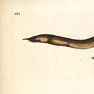 Finny snake eel, Caecula pterygera