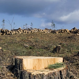 Fresh Pine-tree Stump - stacked pine logs left