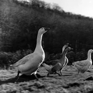 Geese in a field, West Country