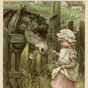 Girl Feeds Donkey C1885