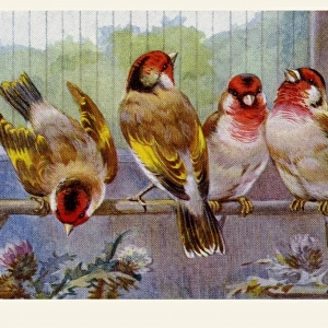 Goldfinch-Bullfinch hybrids